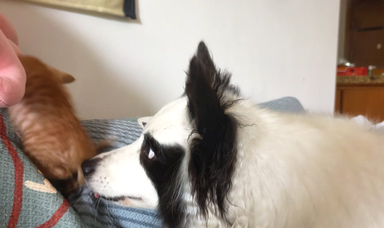 Biscuit, a black-and-white mixed-breed dog, lowering his head to sniff Marmalade, a small orange kitten, on a sofa