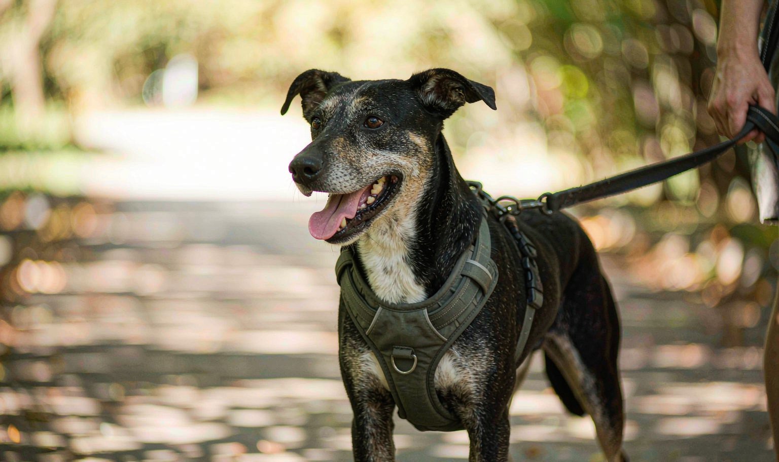A medium dog wearing a padded front-clip harness being walked on a leash along a leafy park path